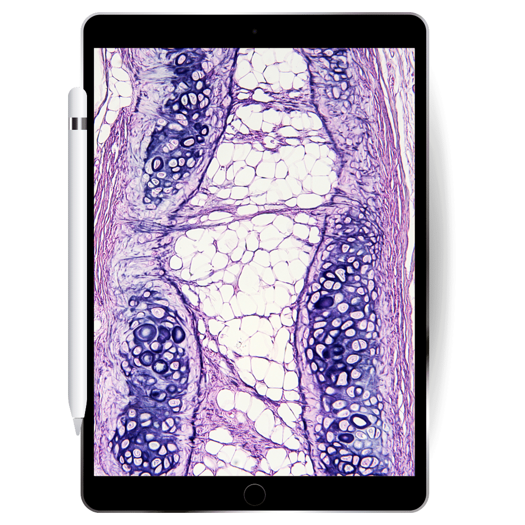 Dermatopathology_digital